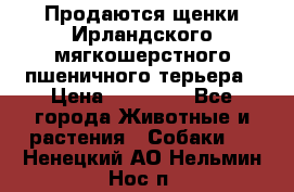 Продаются щенки Ирландского мягкошерстного пшеничного терьера › Цена ­ 30 000 - Все города Животные и растения » Собаки   . Ненецкий АО,Нельмин Нос п.